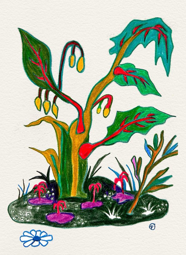 A Plant in Color